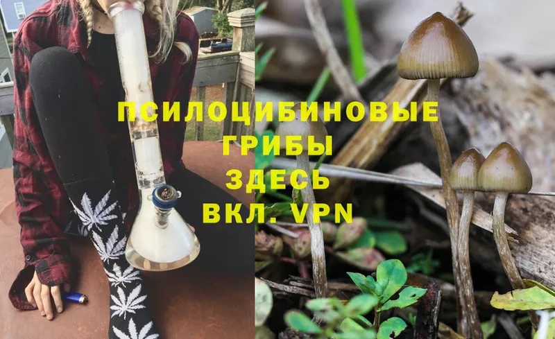 даркнет сайт  Белинский  Псилоцибиновые грибы Psilocybe 